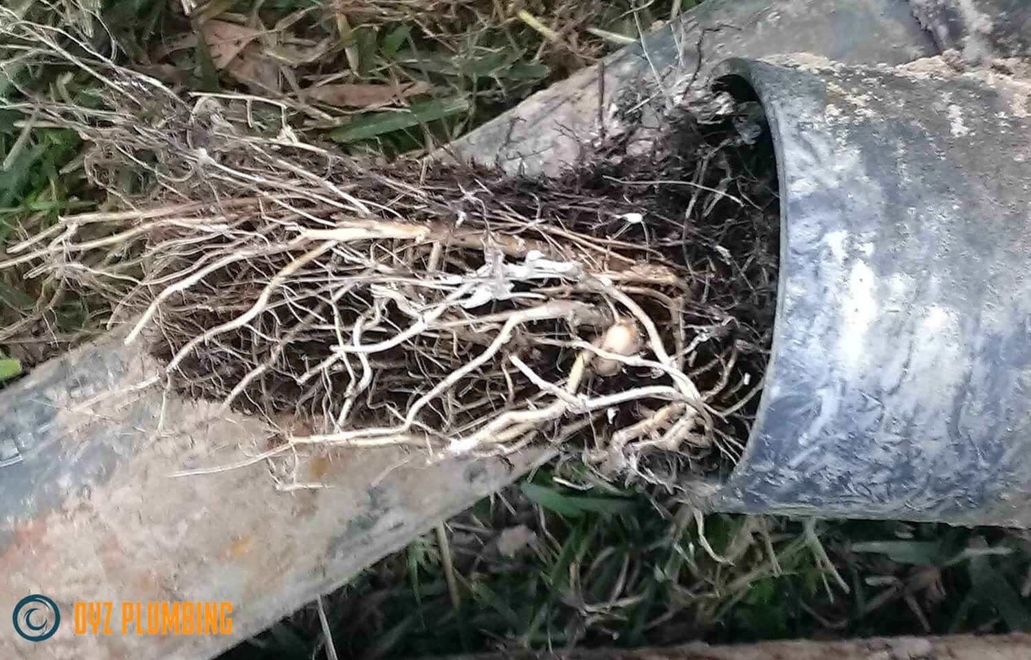 tree roots detected in a sewer line using sewer camera 
